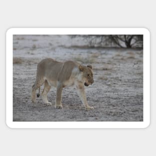 Lioness prowling in Namibia Sticker